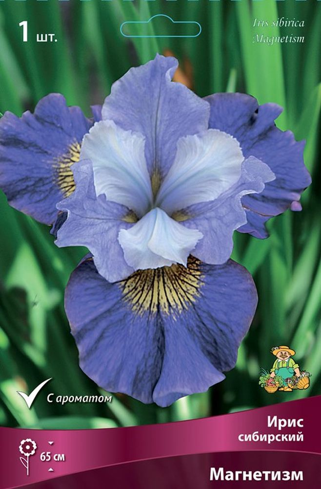 Изображение товара Многолетник ПОИСК ИРИС СИБИРСКИЙ МАГНЕТИЗМ 1 шт