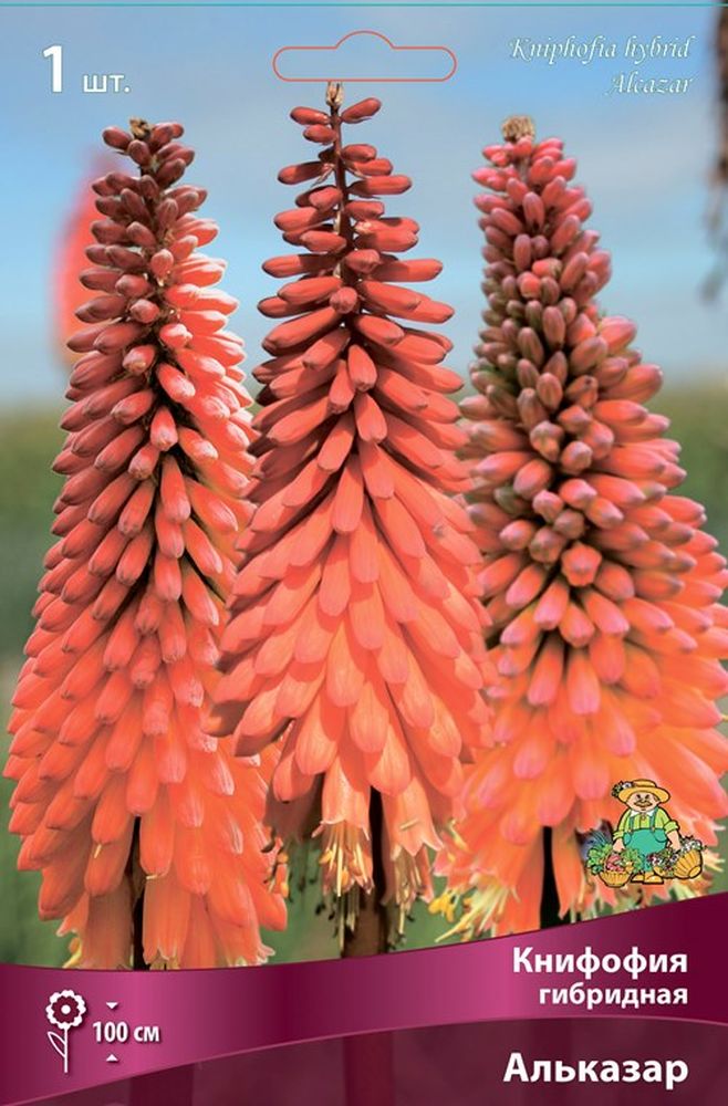 Изображение товара Многолетник ПОИСК КНИФОФИЯ ГИБРИДНАЯ АЛЬКАЗАР 1 шт