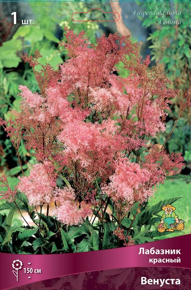 Изображение товара Многолетник ПОИСК ЛАБАЗНИК КРАСНЫЙ ВЕНУСТА 1 шт