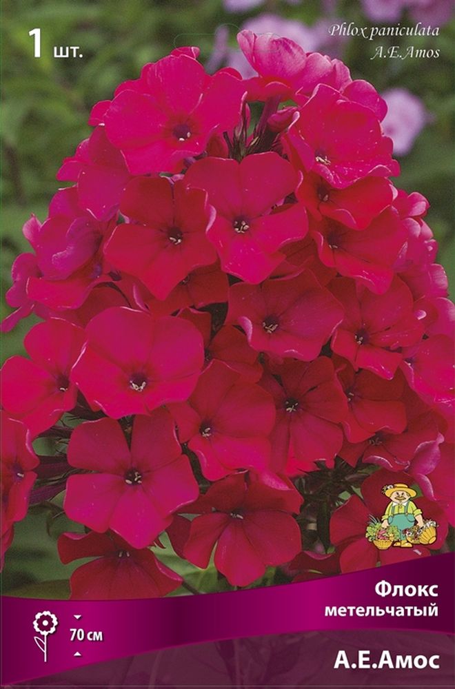 Изображение товара Многолетник ПОИСК ФЛОКС А.Е. АМОС 1 шт