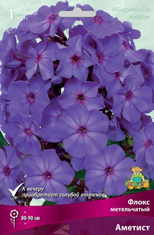 Изображение товара Многолетник ПОИСК ФЛОКС АМЕТИСТ 1 шт