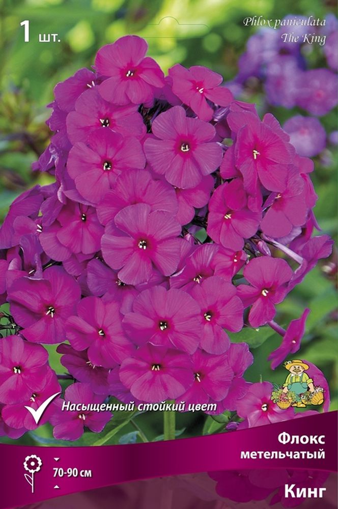 Изображение товара Многолетник ПОИСК ФЛОКС МЕТЕЛЬЧАТЫЙ КИНГ 1 шт
