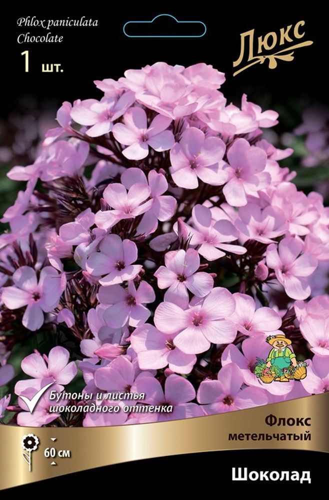 Изображение товара Многолетник ПОИСК ФЛОКС МЕТЕЛЬЧАТЫЙ ШОКОЛАД 1 шт