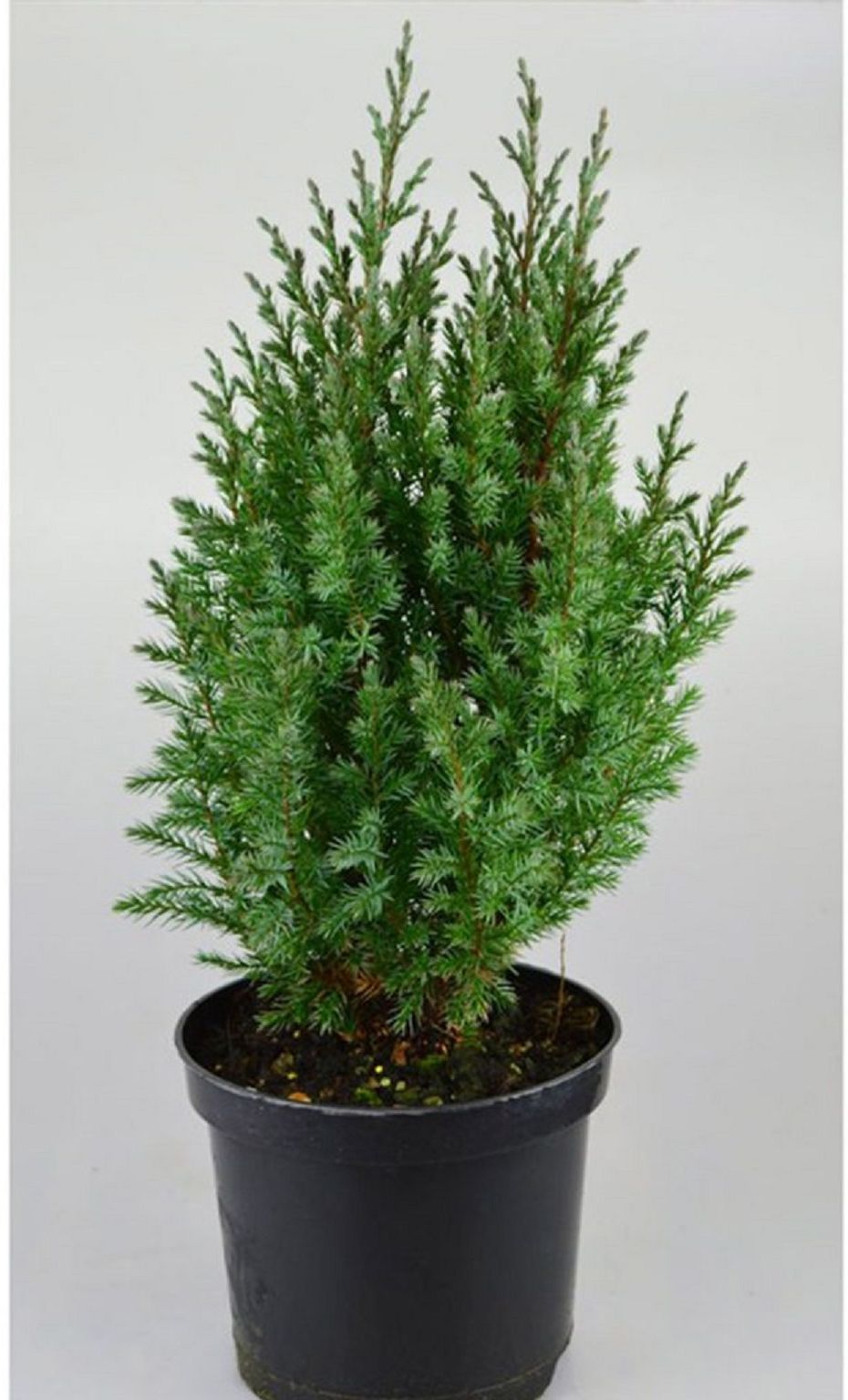 Изображение товара Можжевельник китайский Стрикта саженец 15 см в контейнере С1