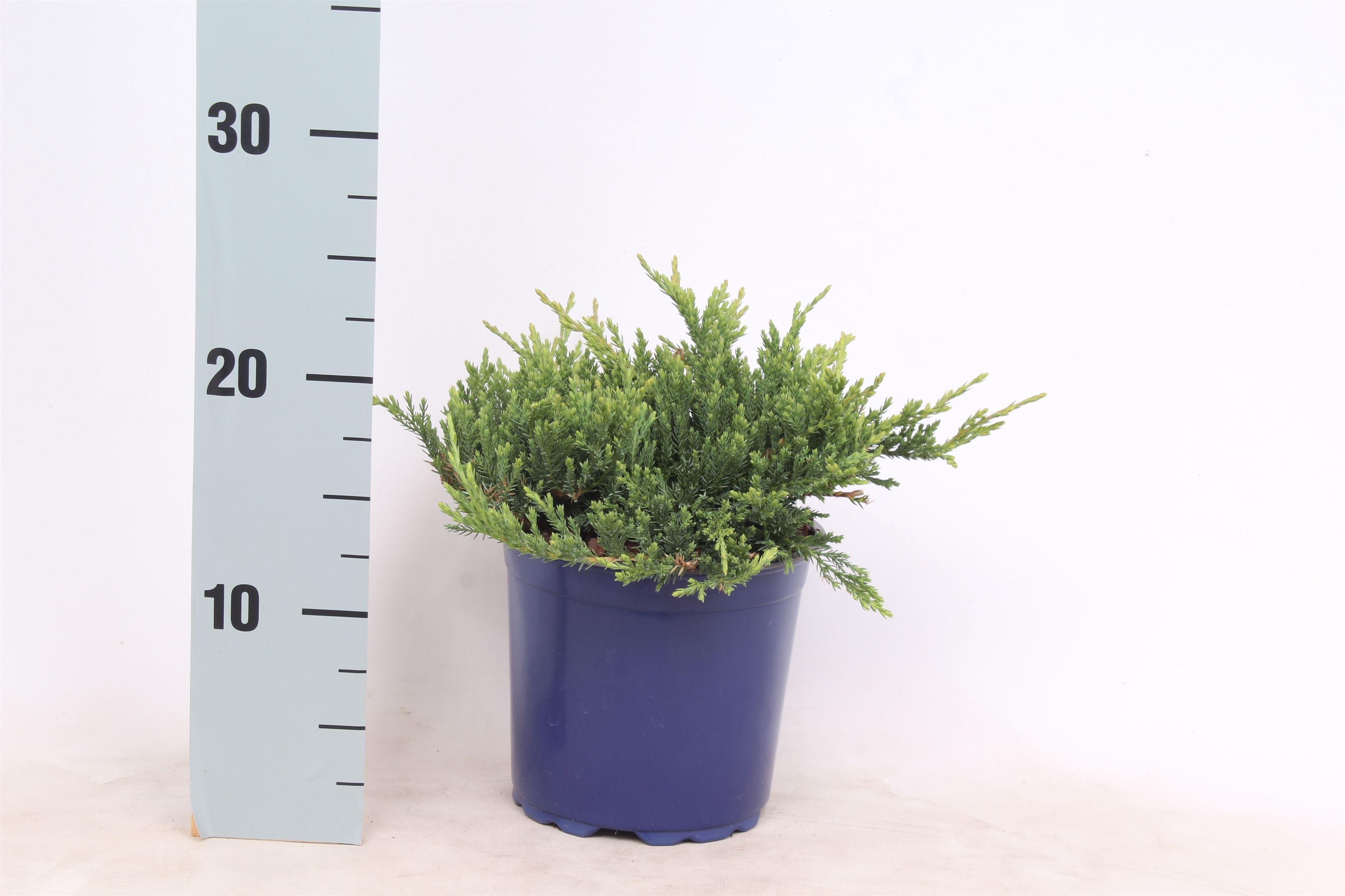 Изображение товара Можжевельник горизонтальный "Принц Уэльский" С1 h15 декоративный кустарник