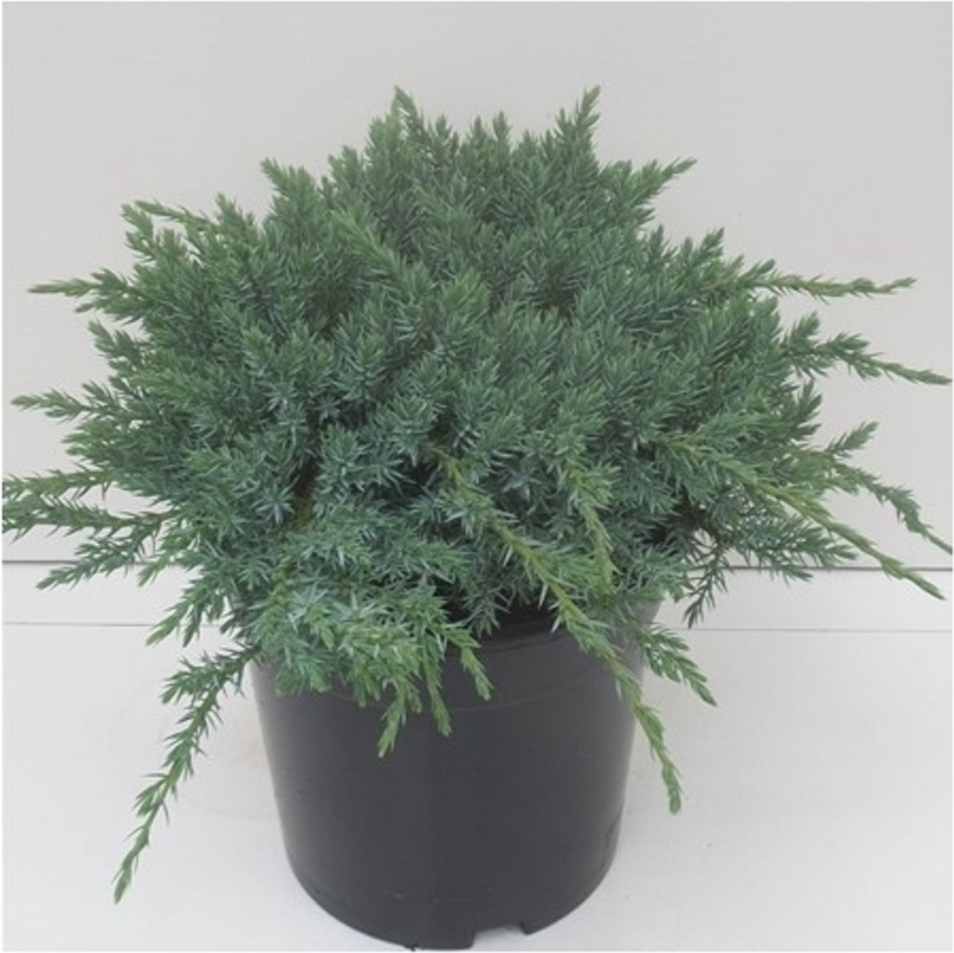 Изображение товара Можжевельник чешуйчатый Блю Карпет С1 h15 - декоративный хвойный кустарник