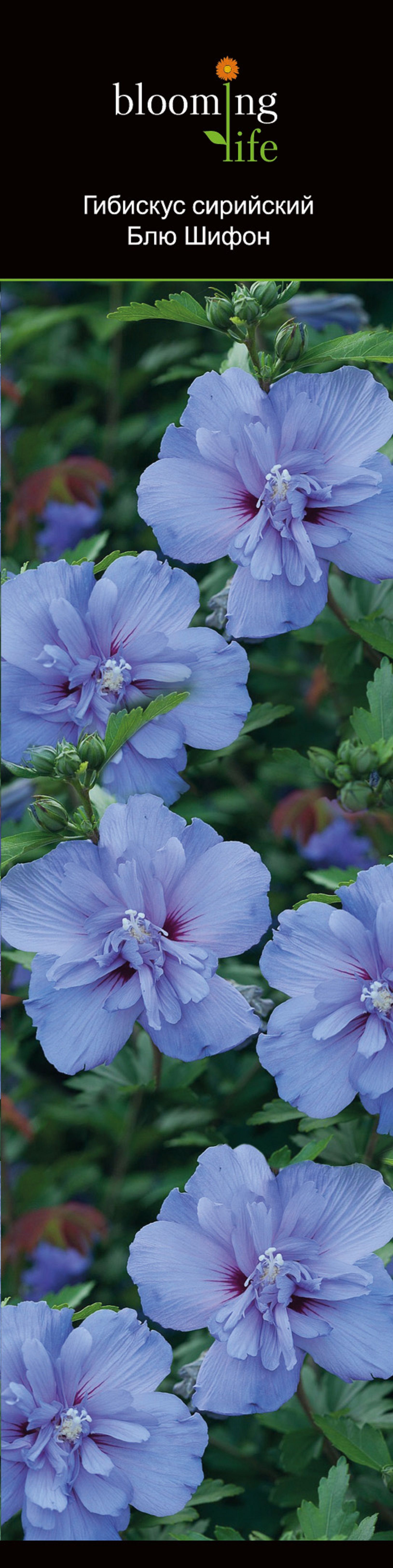 Изображение товара Растение Гибискус сирийский блю шифон 851751 1 шт - яркое декоративное растение