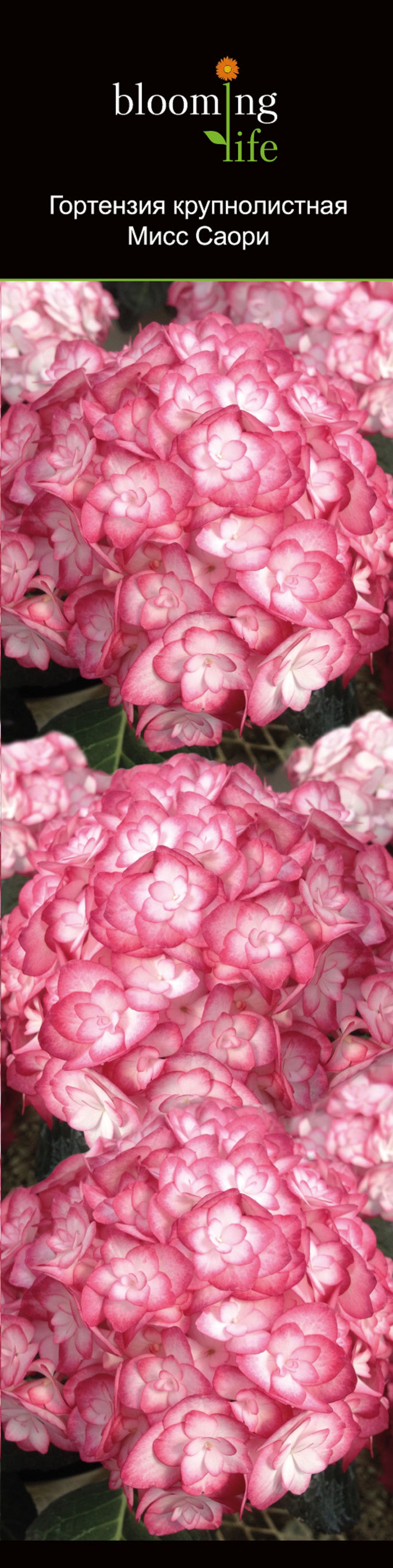 Изображение товара Растение Гортензия крупнолис Мисс Саори 853762 1 шт садовое или декоративное растение