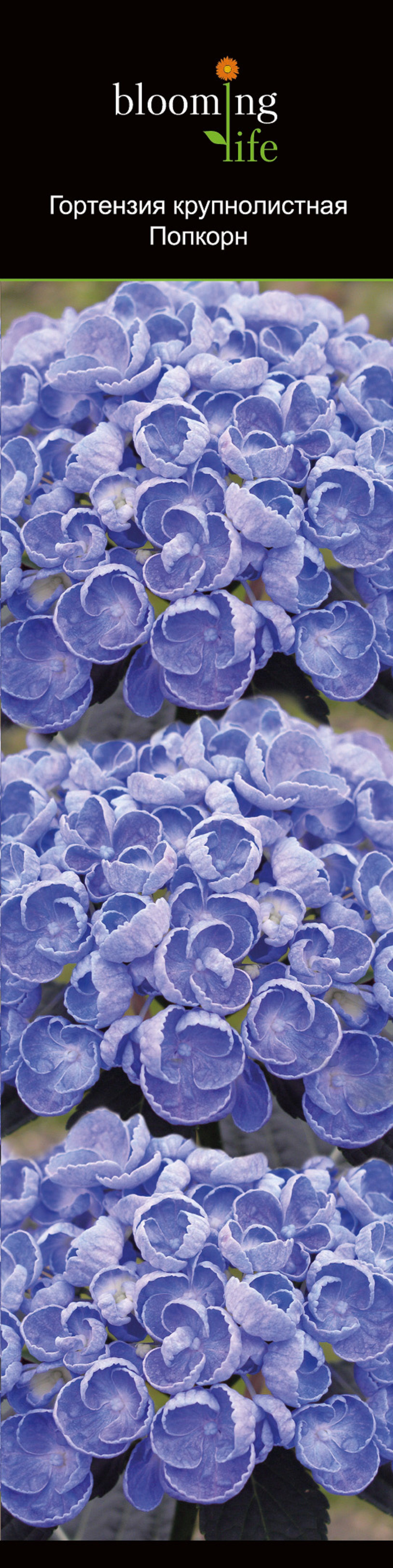 Изображение товара Растение Гортензия крупнолис попкорн 853793 1 шт для украшения сада и интерьера