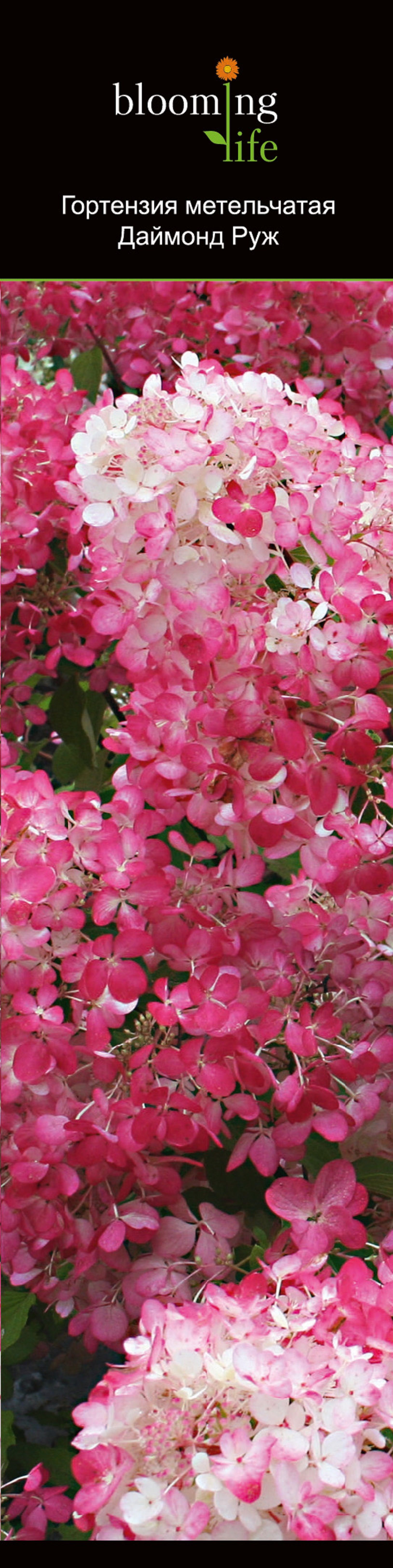 Изображение товара Декоративное растение Гортензия метел. дайммонд руж 688173 1 шт