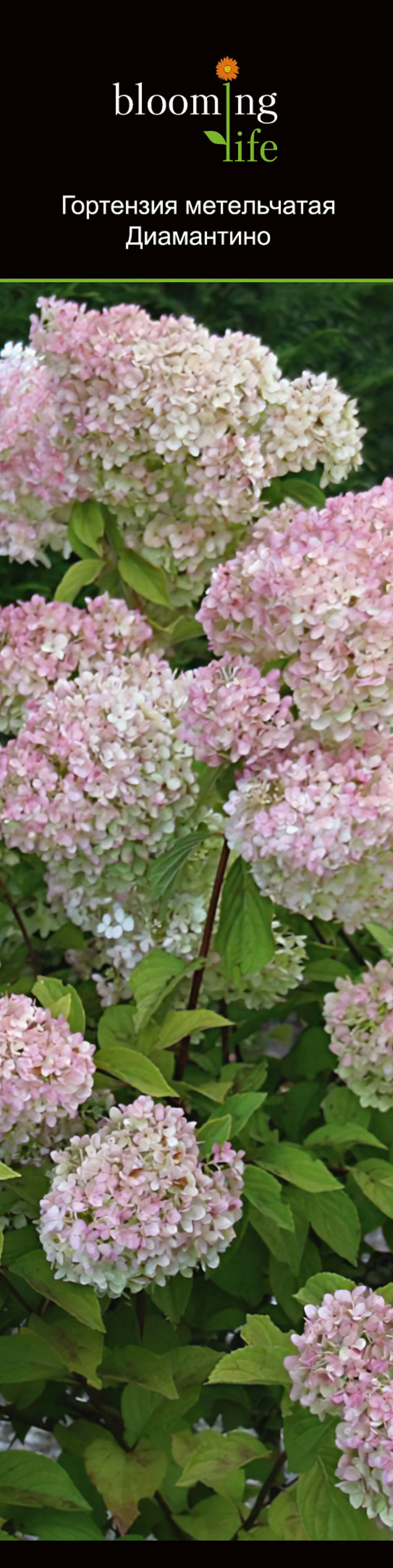 Изображение товара Гортензия метельчатая диамантино 1 шт - декоративное растение для сада и интерьера