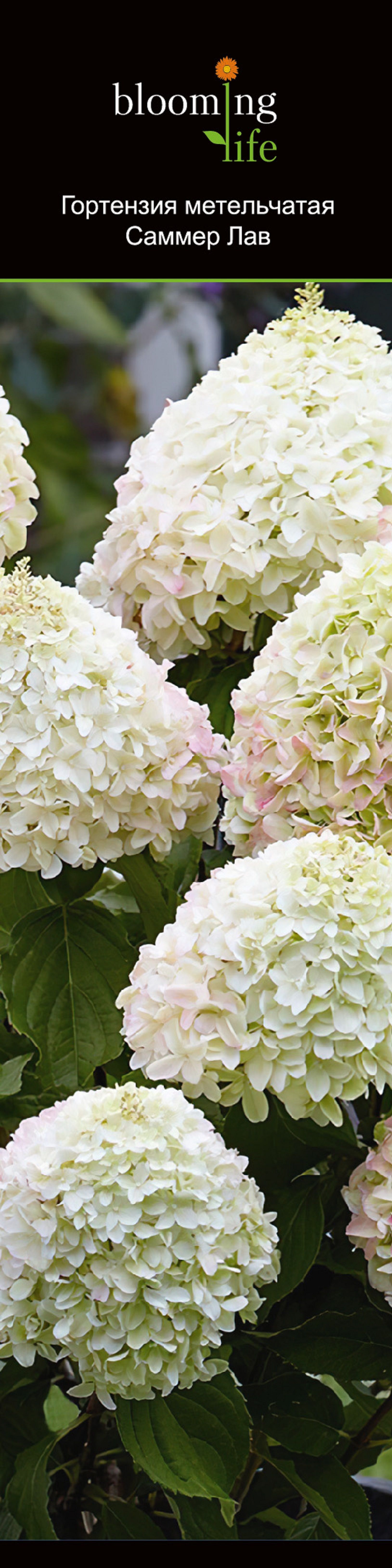 Изображение товара Гортензия метельчатая Саммер Лав 853991 - украсит ваш сад