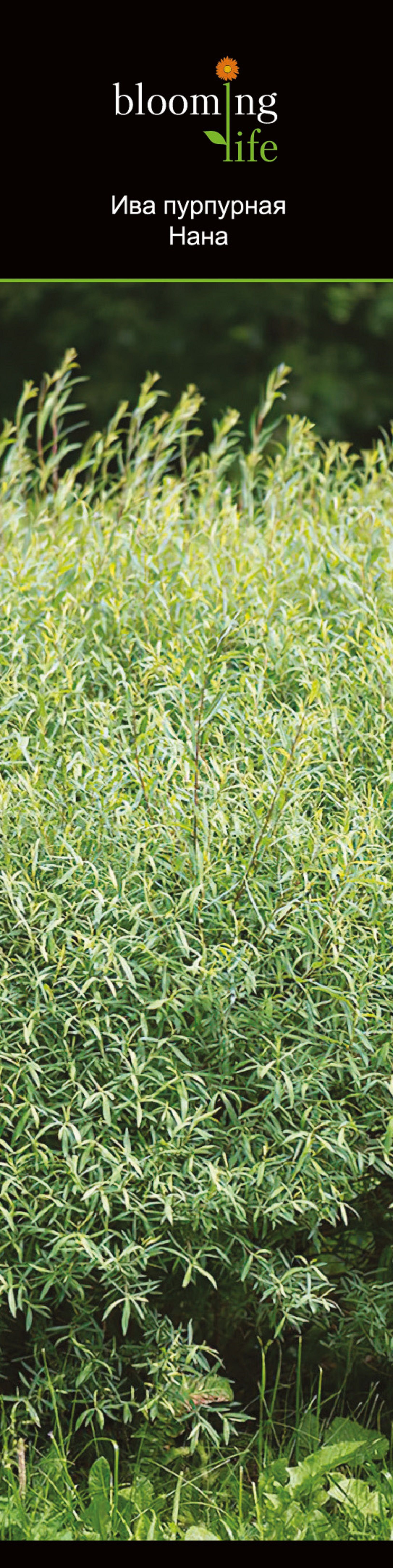 Изображение товара Растение Ива пурпурная нана 854103 в горшке 1 шт декоративное