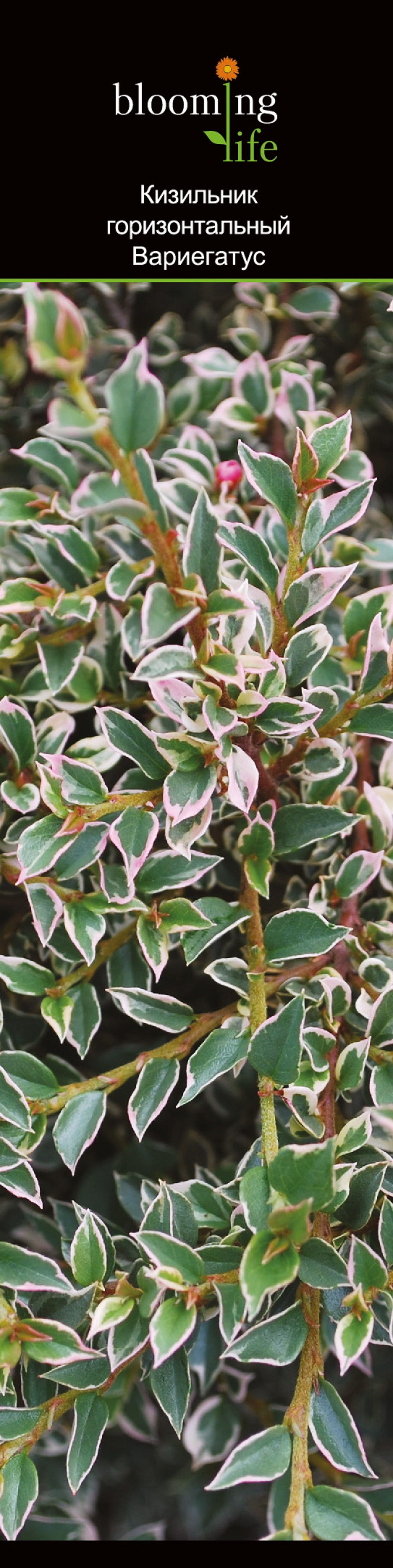 Изображение товара Растение кизильник горизонтальный вариегатус 854158 1 шт декоративное