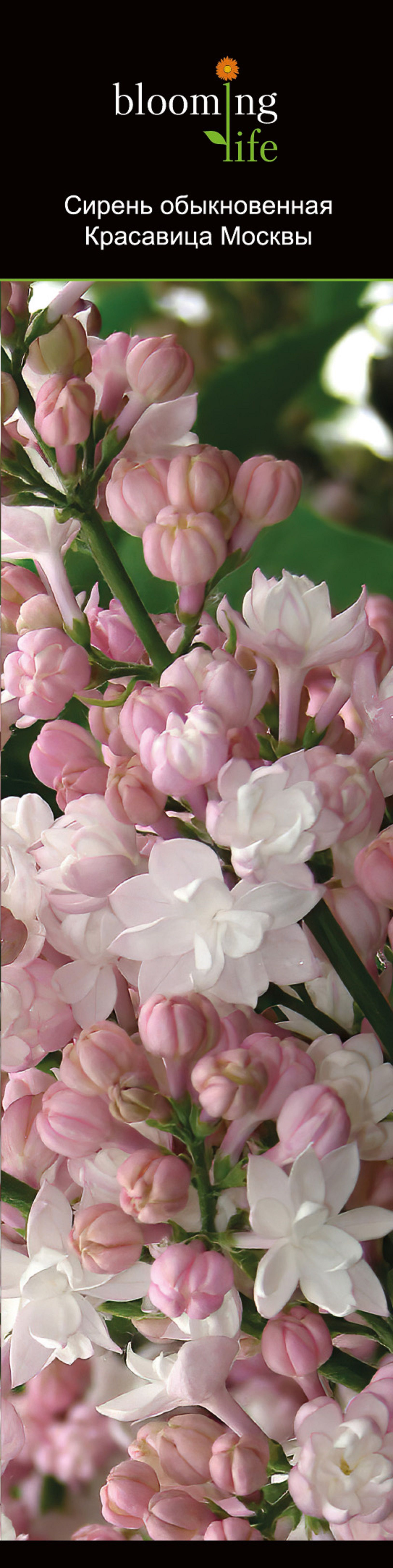 Изображение товара Растение Сирень красавица москвы 851850 - декоративное растение для сада