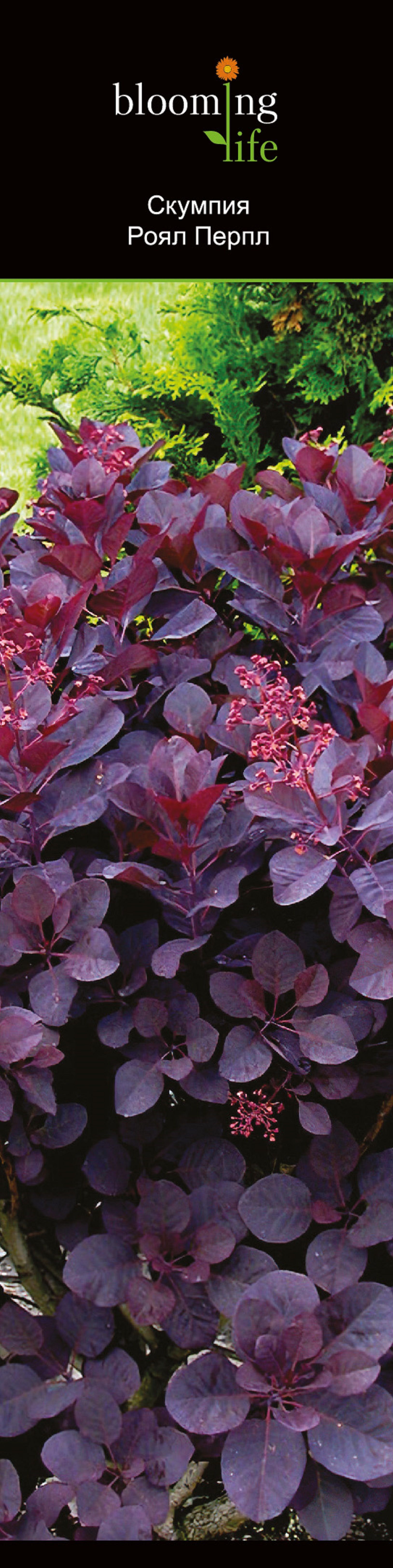 Изображение товара Растение скумпия роял перпл 854219 1 шт декоративное растение