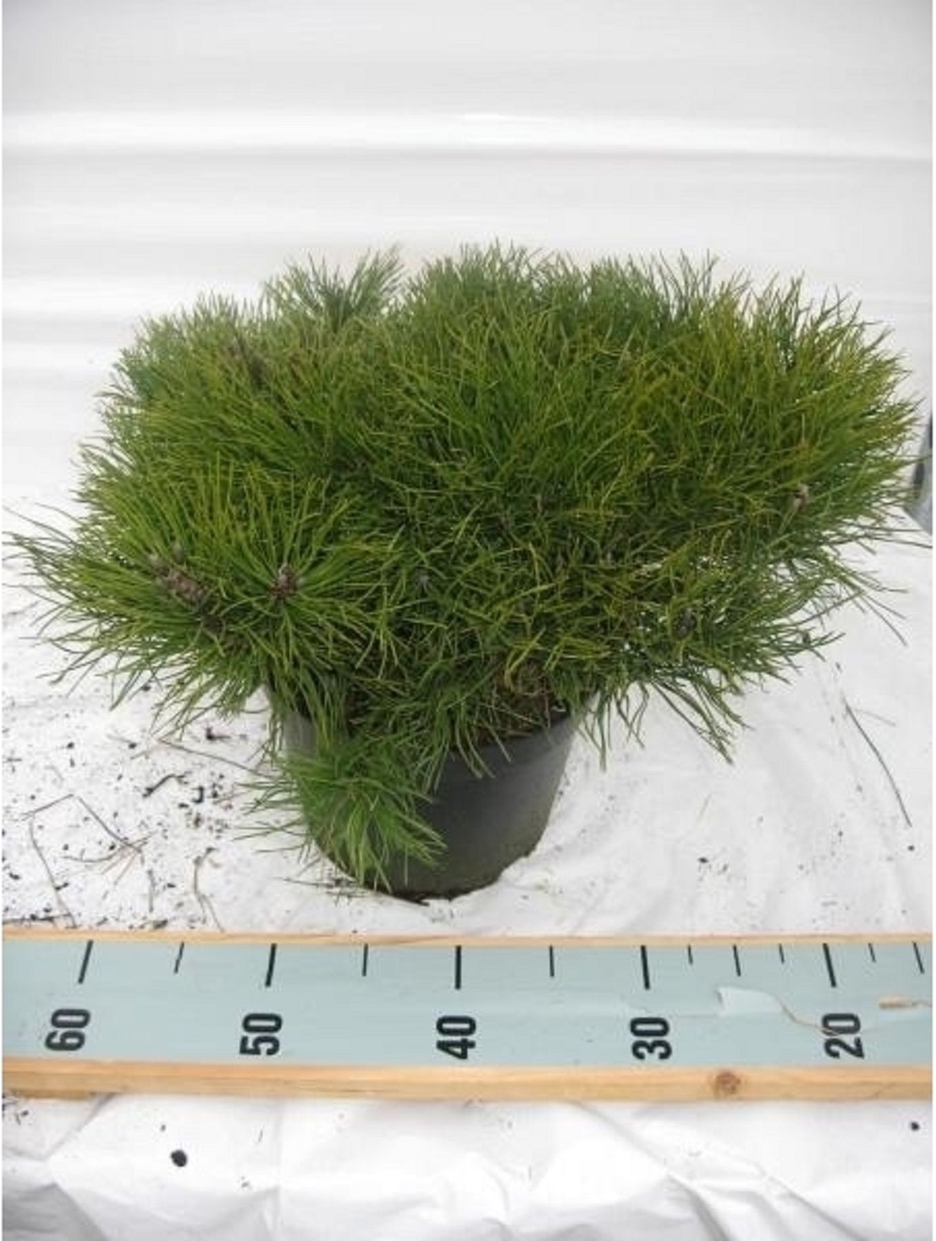 Изображение товара Растение Сосна горная пумилио 883257 С5 H30-40