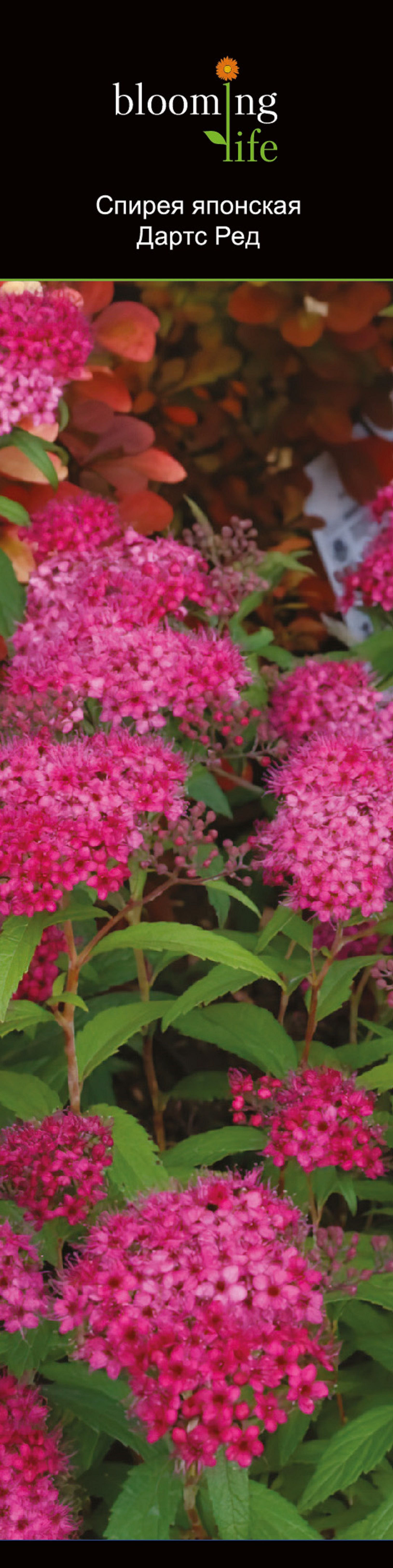 Изображение товара Растение Спирея японская дартс ред 851959 1 шт декоративное растение для сада