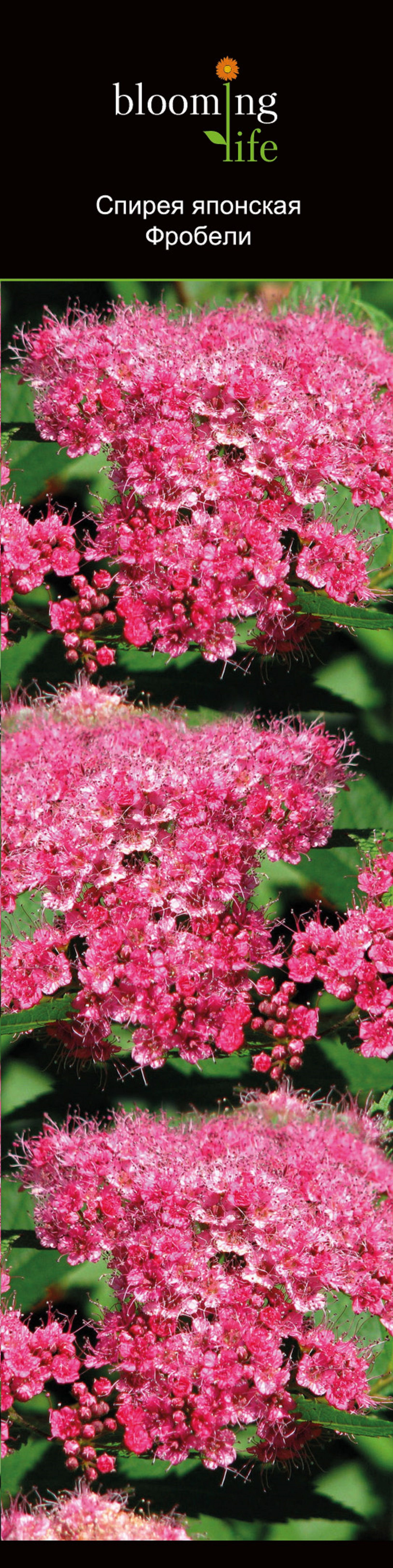 Изображение товара Растение Спирея японская фробели 1 шт декоративное садовое растение