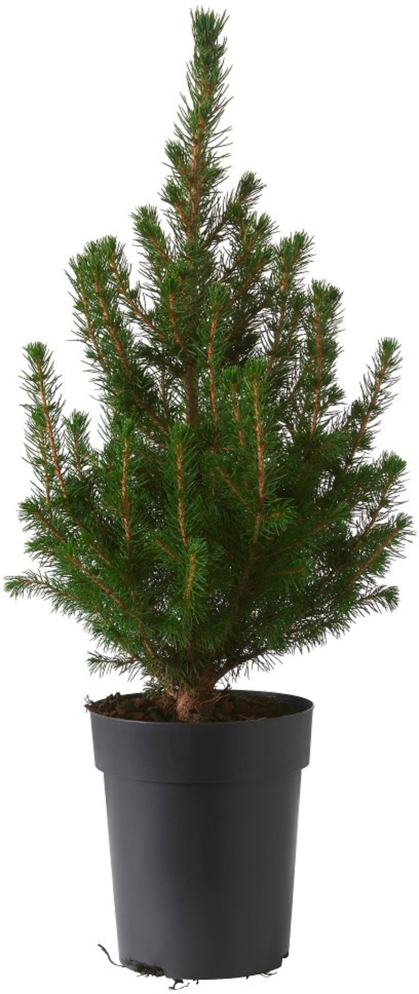 Изображение товара Ель канадская Коника 881765 С2 H25-30 - компактное растение для украшения