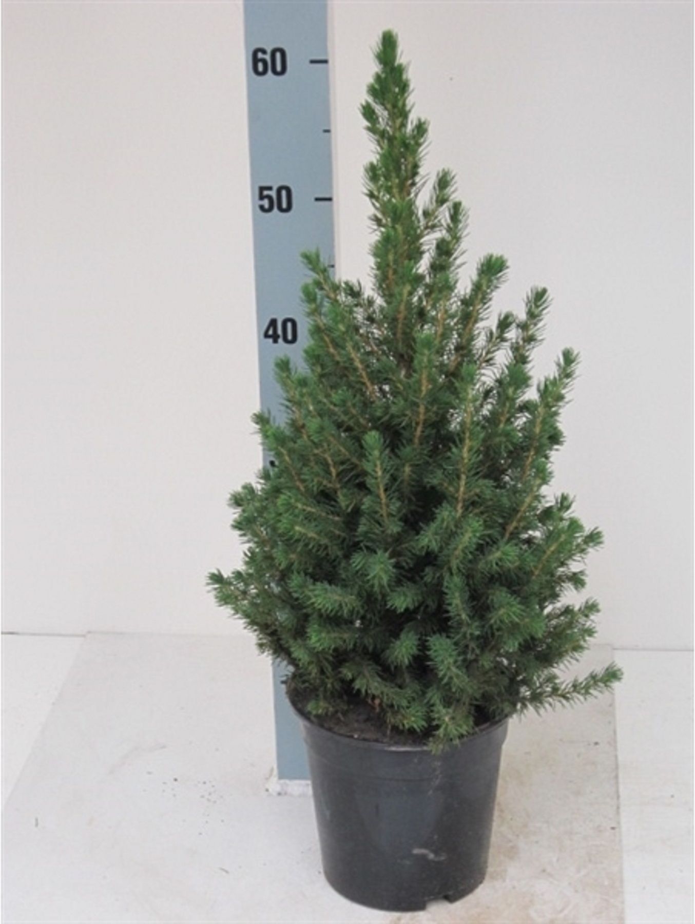 Изображение товара Ель канадская Коника 883202 С5 H40-50 - идеальное растение для вашего сада