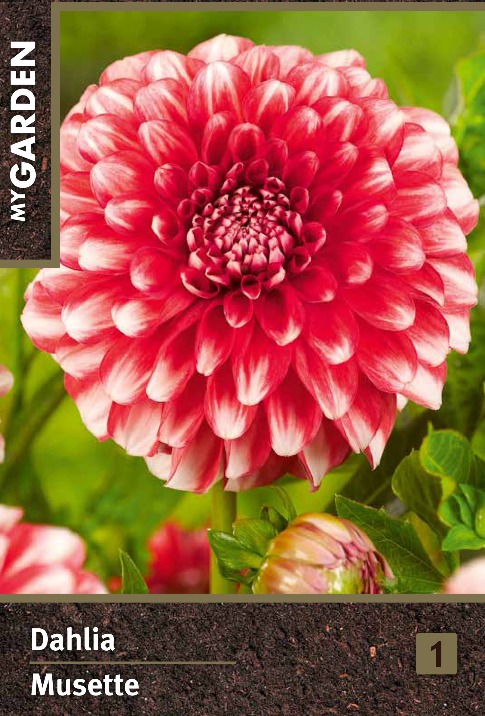 Изображение товара Георгина бордюрная Мьюзет клубни эффектные двухцветные цветы для сада