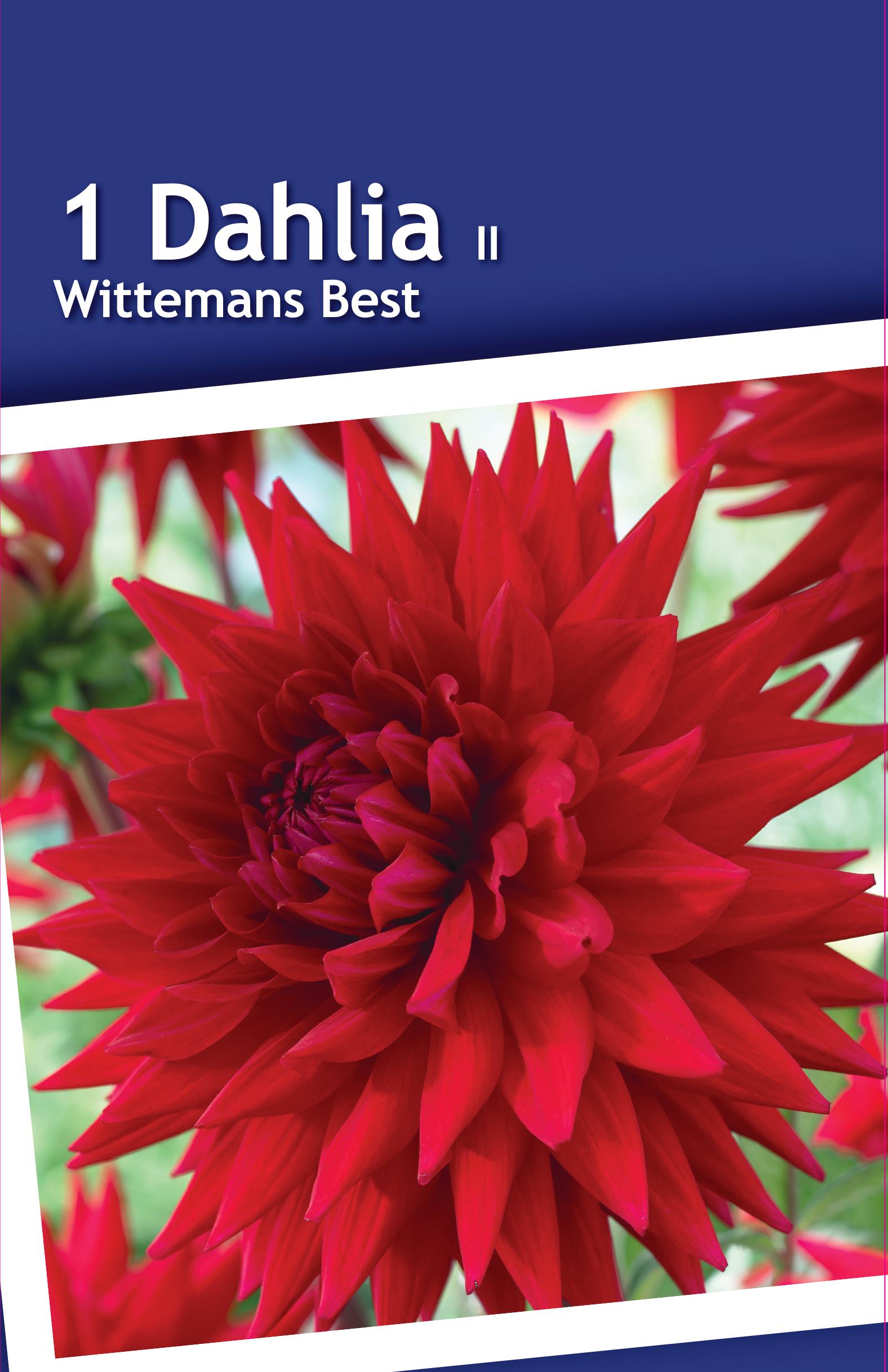 Изображение товара Георгина кактусовая Виттеменс Бест крупные соцветия для цветника и срезки