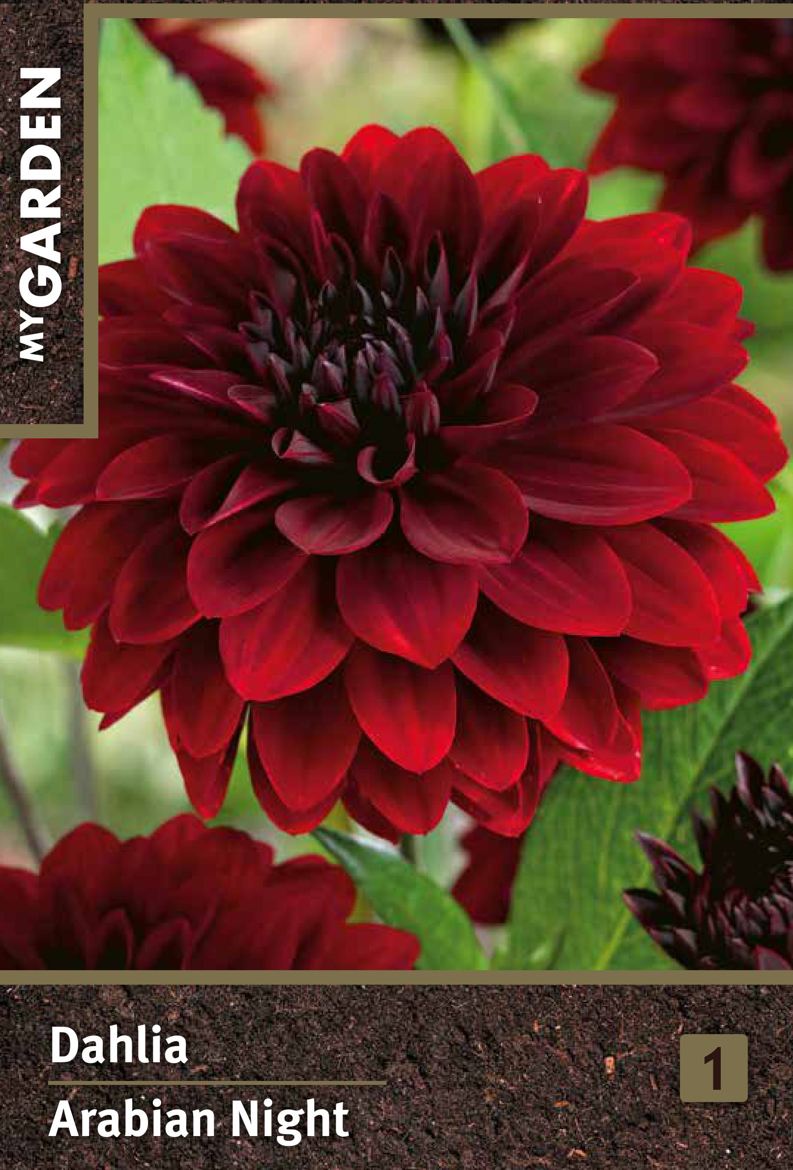 Изображение товара Георгина Арабиан Найт декоративная цветочная культура для сада