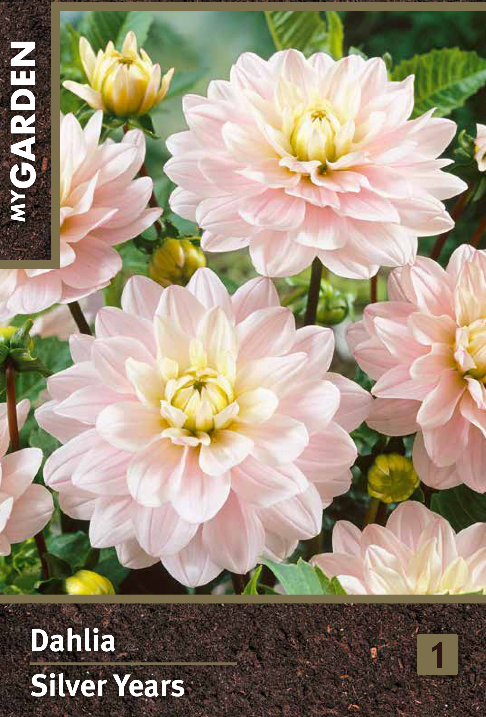 Изображение товара Декоративная георгина Сильвер Еарз клубни для открытого грунта