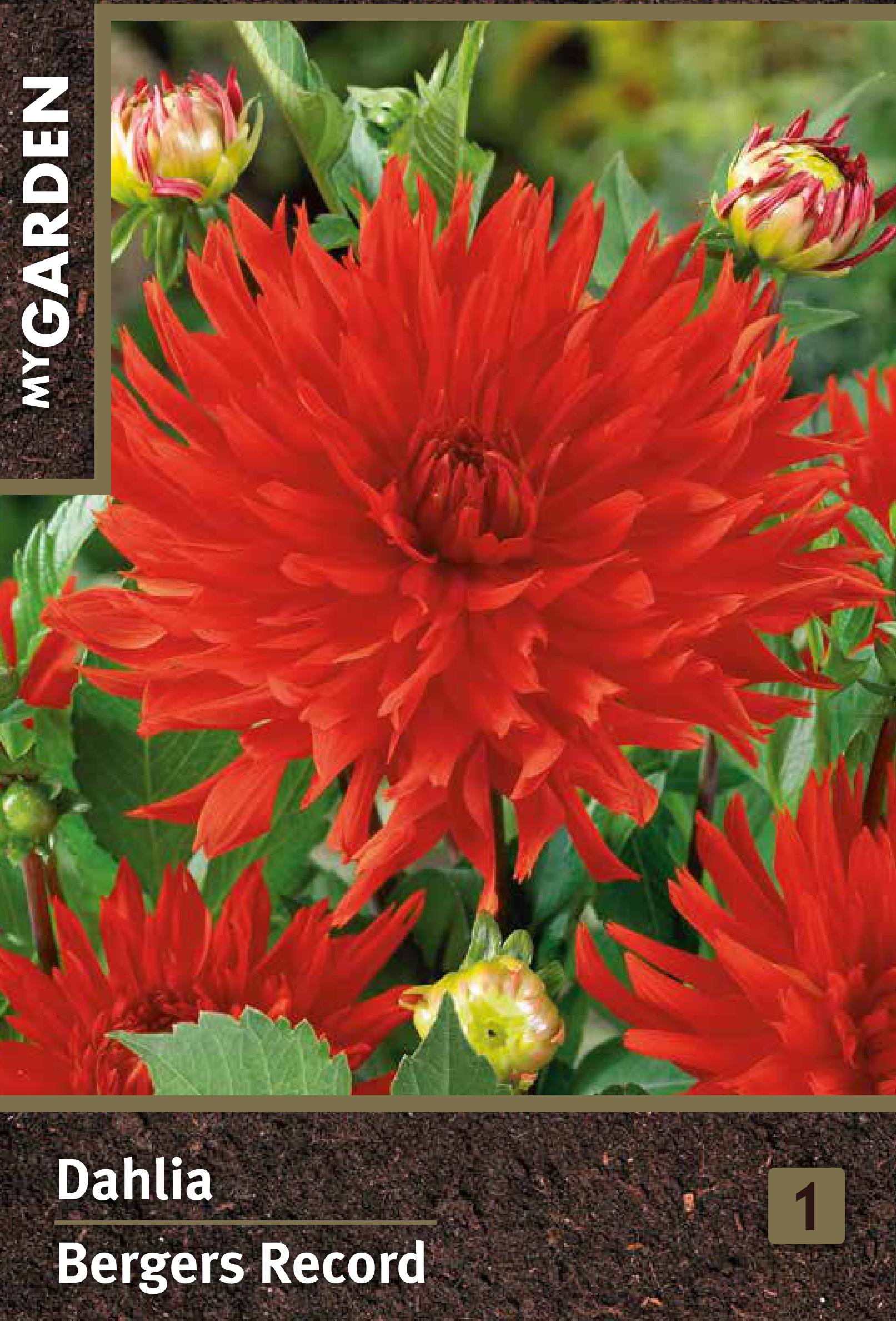 Изображение товара Георгина кактусовая Бергерс Рекорд - клубни для сада яркое цветущее растение