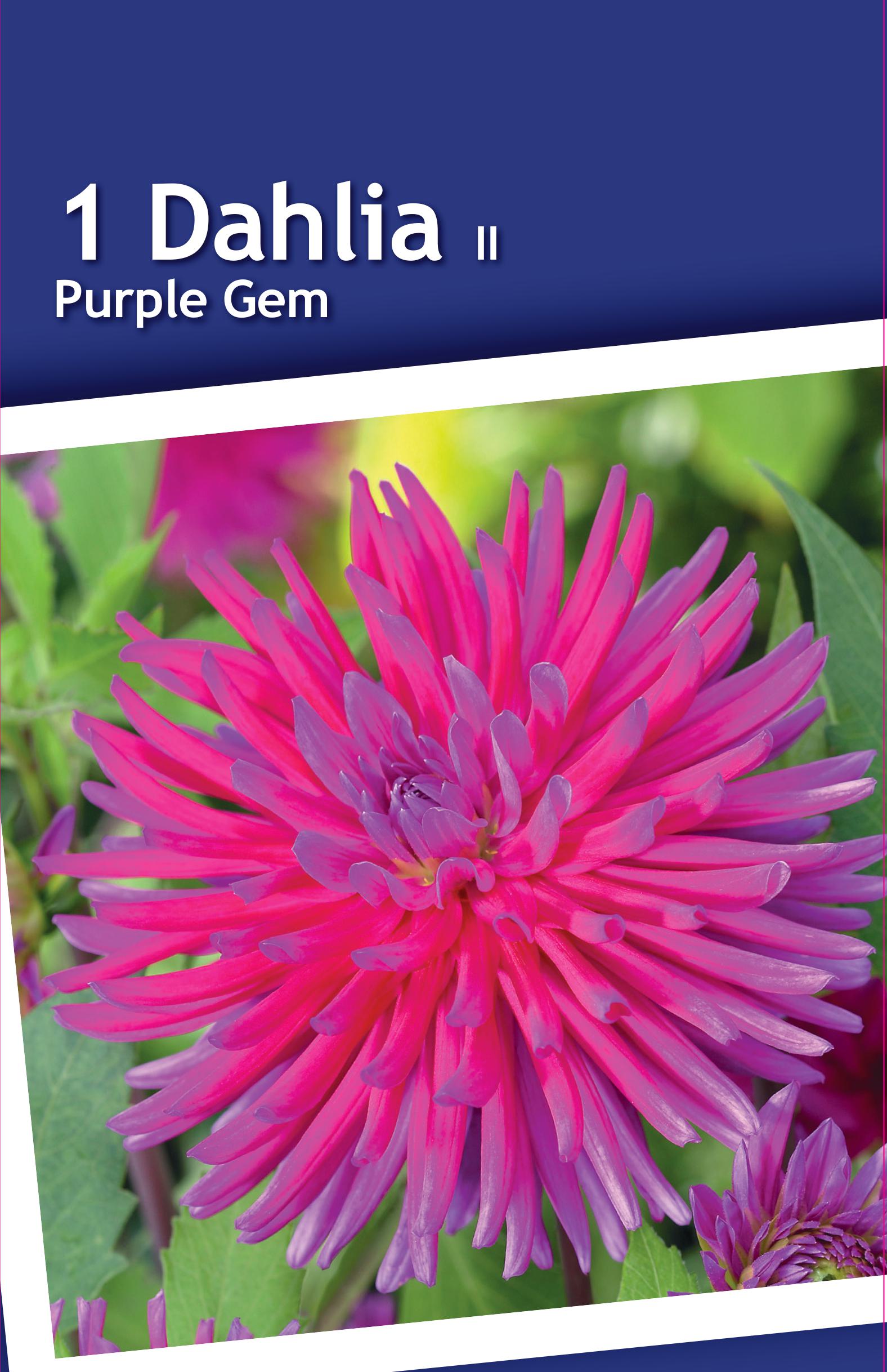 Изображение товара Георгина кактусовая Пёрпл Джем - яркое декоративное цветущее растение для сада