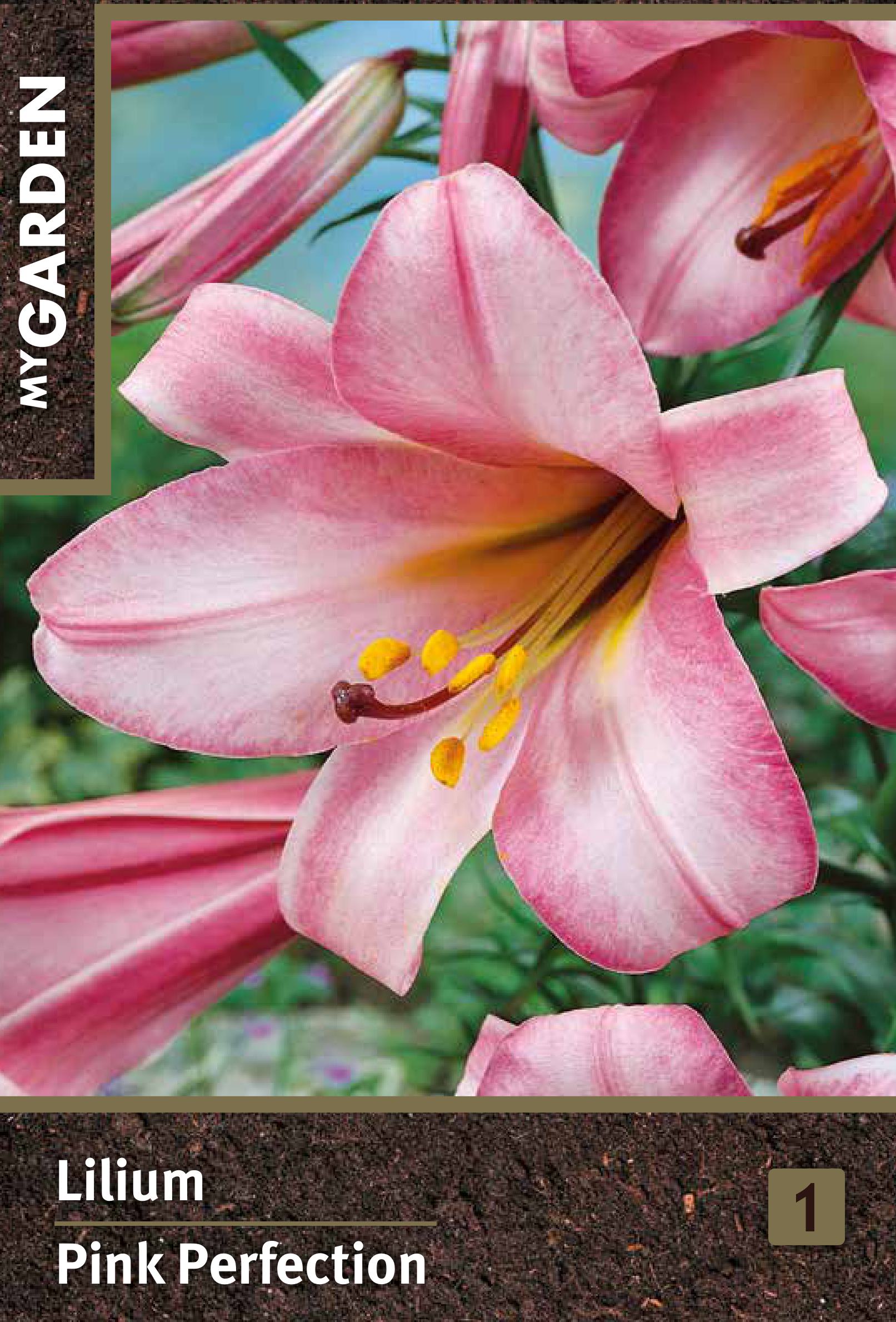 Изображение товара Лилия трубчатая Пинк Перфекшн - декоративное цветущее растение для сада и срезки