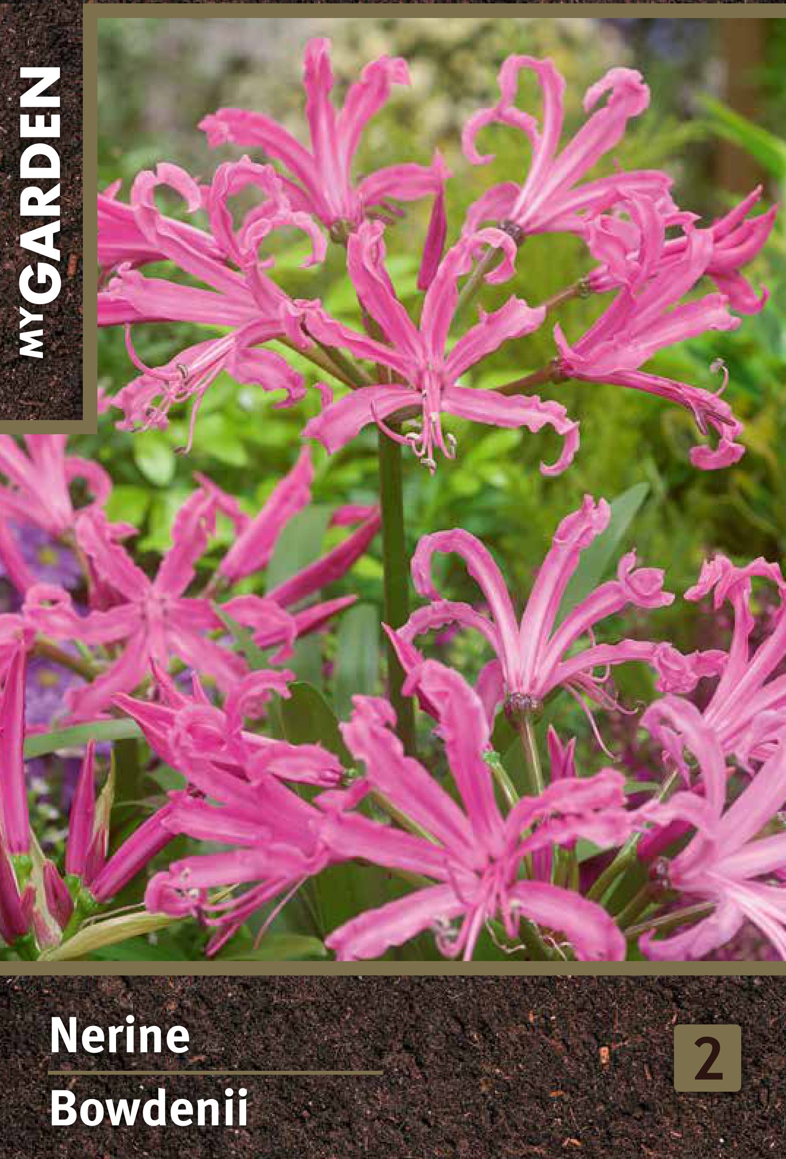 Изображение товара Нерине Боудена