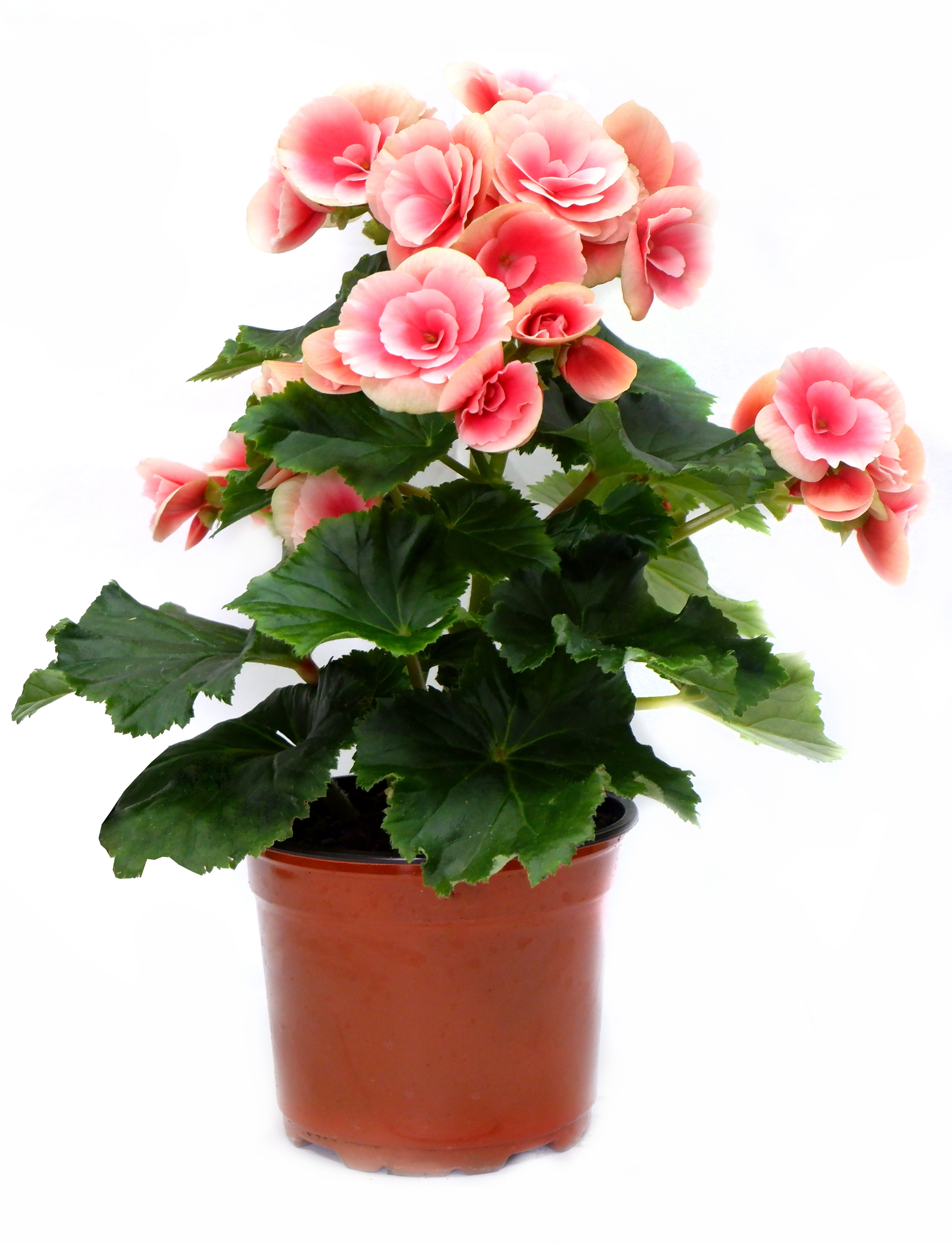Изображение товара Растение Бегония Элатиор D12 Н22 см декоративное многолетнее комнатное и садовое