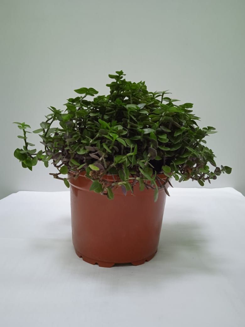 Изображение товара Растение Каллизия ползучая D12 Н18 см - декоративно-лиственное растение для сада и дома
