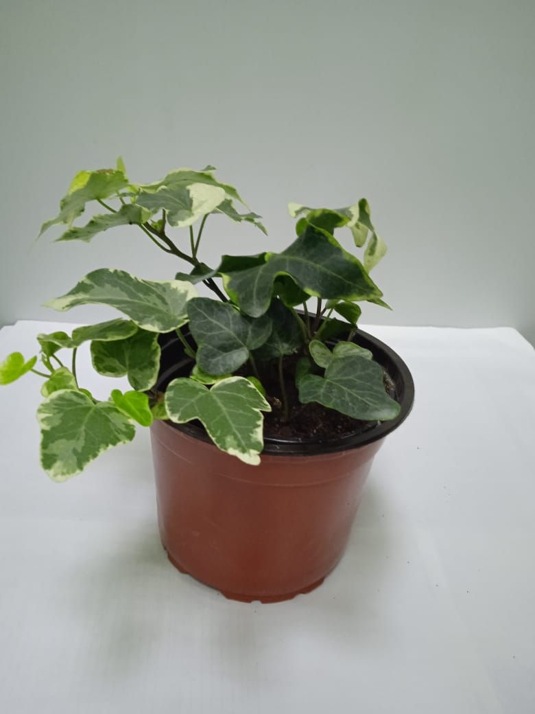 Изображение товара Растение Плющ D12 Н20 см декоративное зелень комнатное садовое