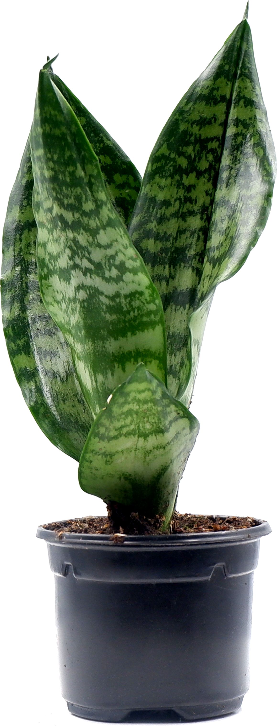 Изображение товара Растение Сансеевиерия D12 Н25 см декоративное для дома и офиса