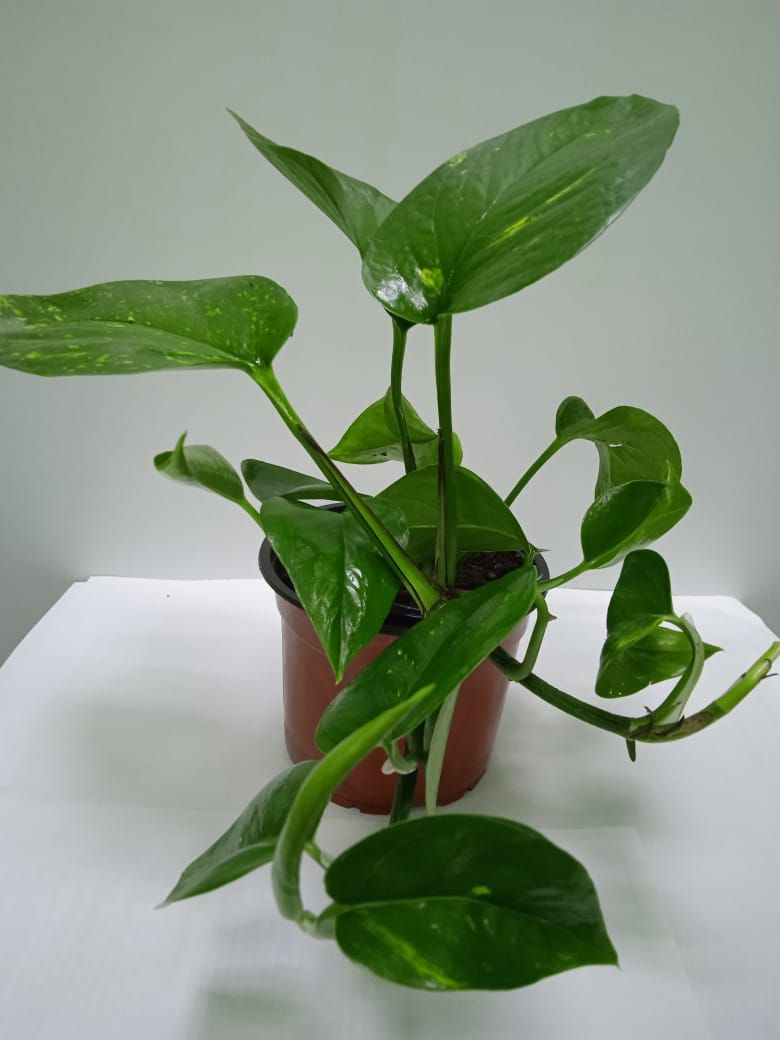 Изображение товара Растение Сциндапсус D12 Н22 см - комнатное декоративное растение