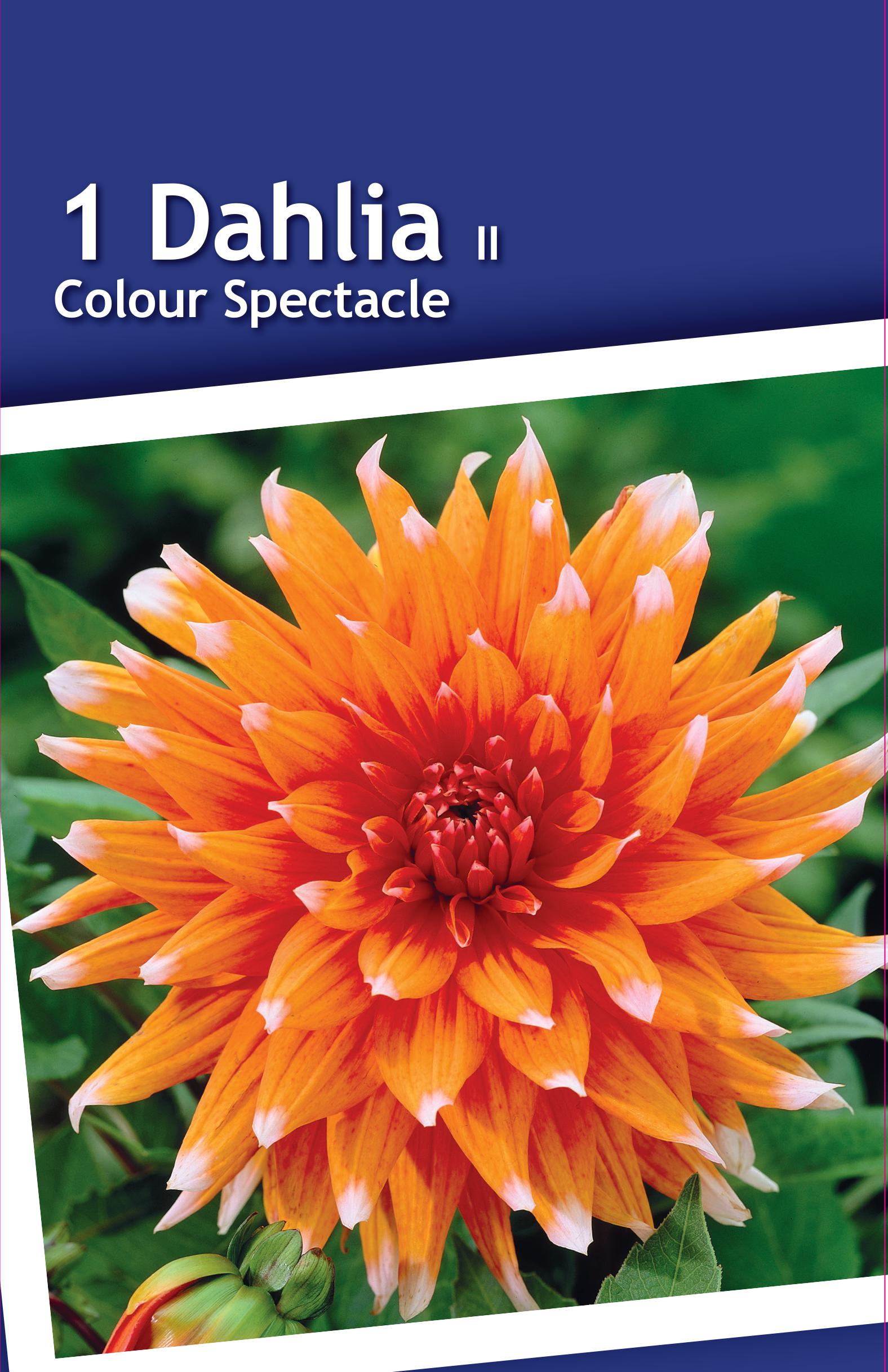 Изображение товара Георгина кактусовая Колор Спектакль - яркое декоративное цветущее растение для сада