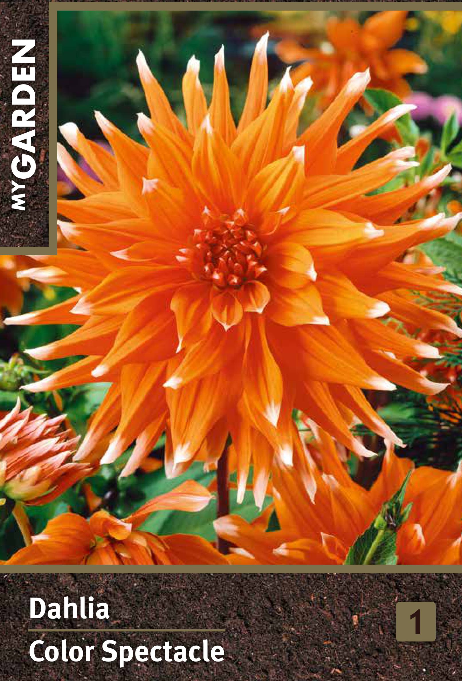 Изображение товара Георгина кактусовая Колор Спектекл – яркое декоративное растение для сада