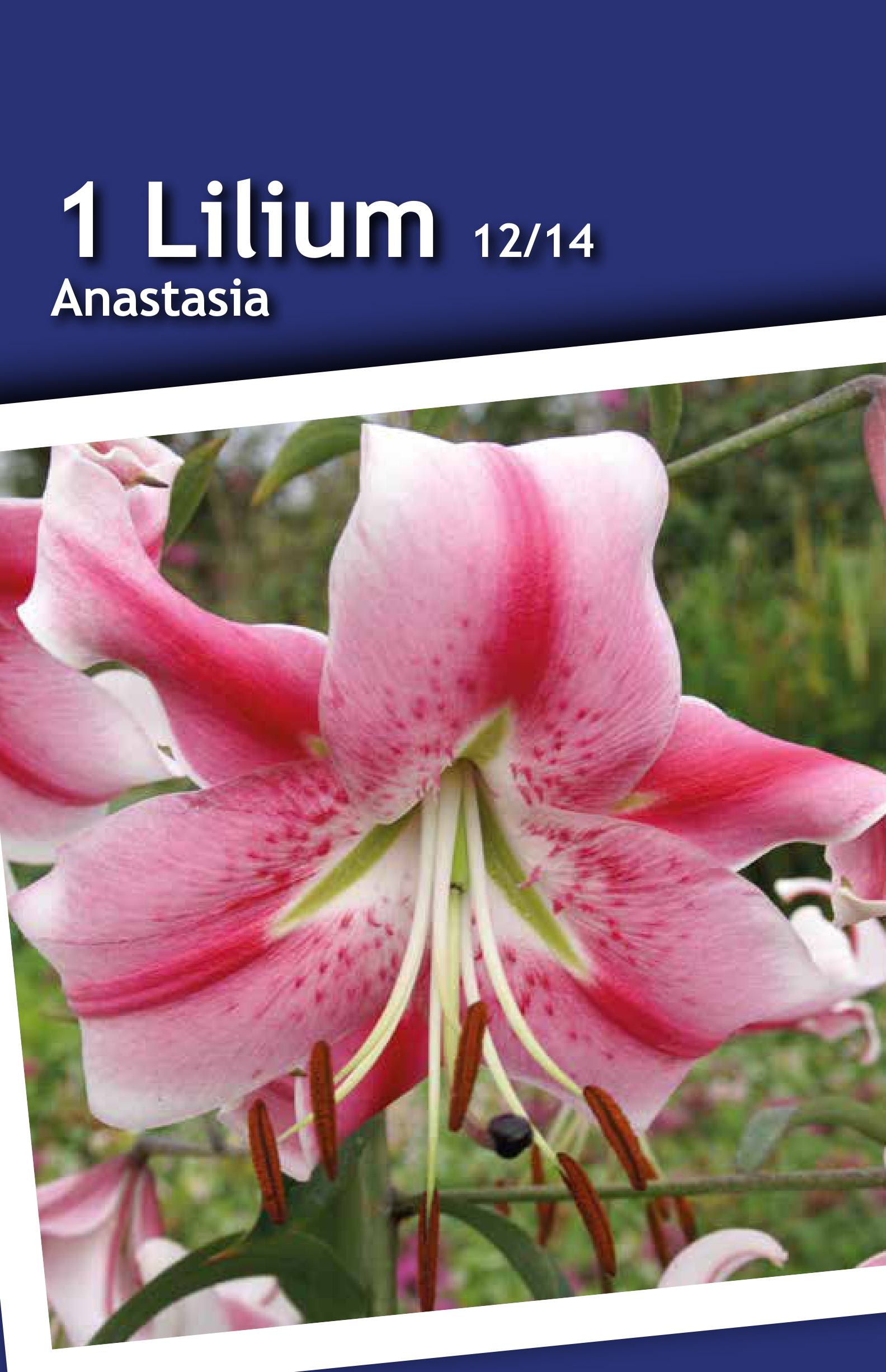 Изображение товара Лилия от-гибрид Анастасия крупные цветки 20-25 см для сада