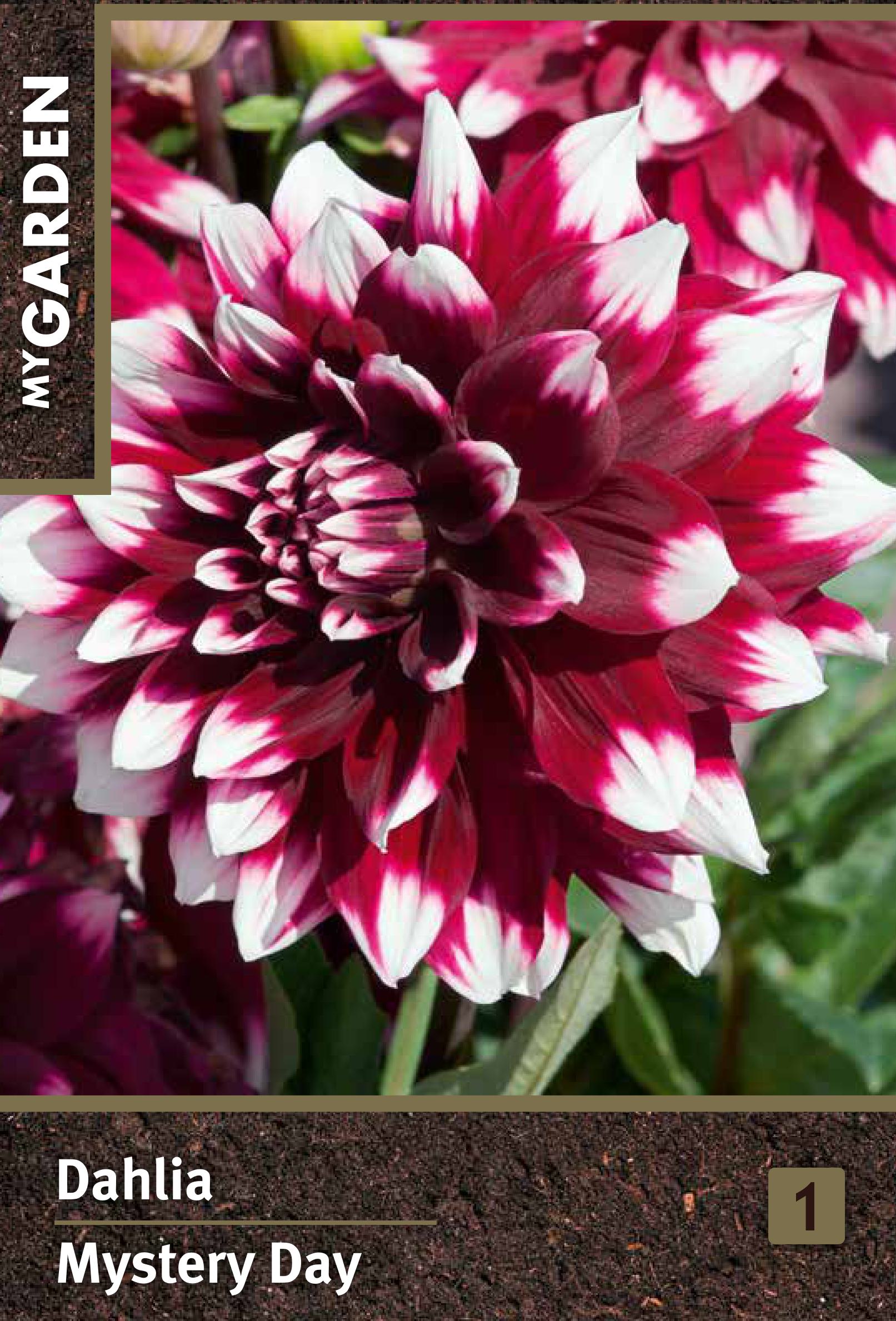 Изображение товара Декоративные клубни Георгина Мистери Дэй яркое цветущее декоративное растение