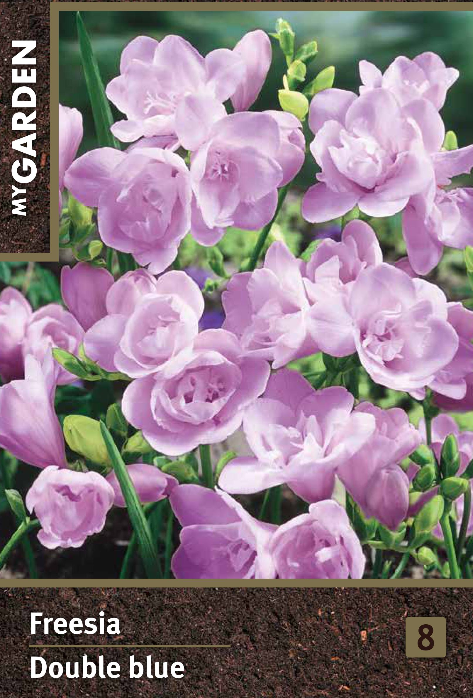 Изображение товара Фрезия махровая голубая 10шт - нежные луковицы для вашего сада