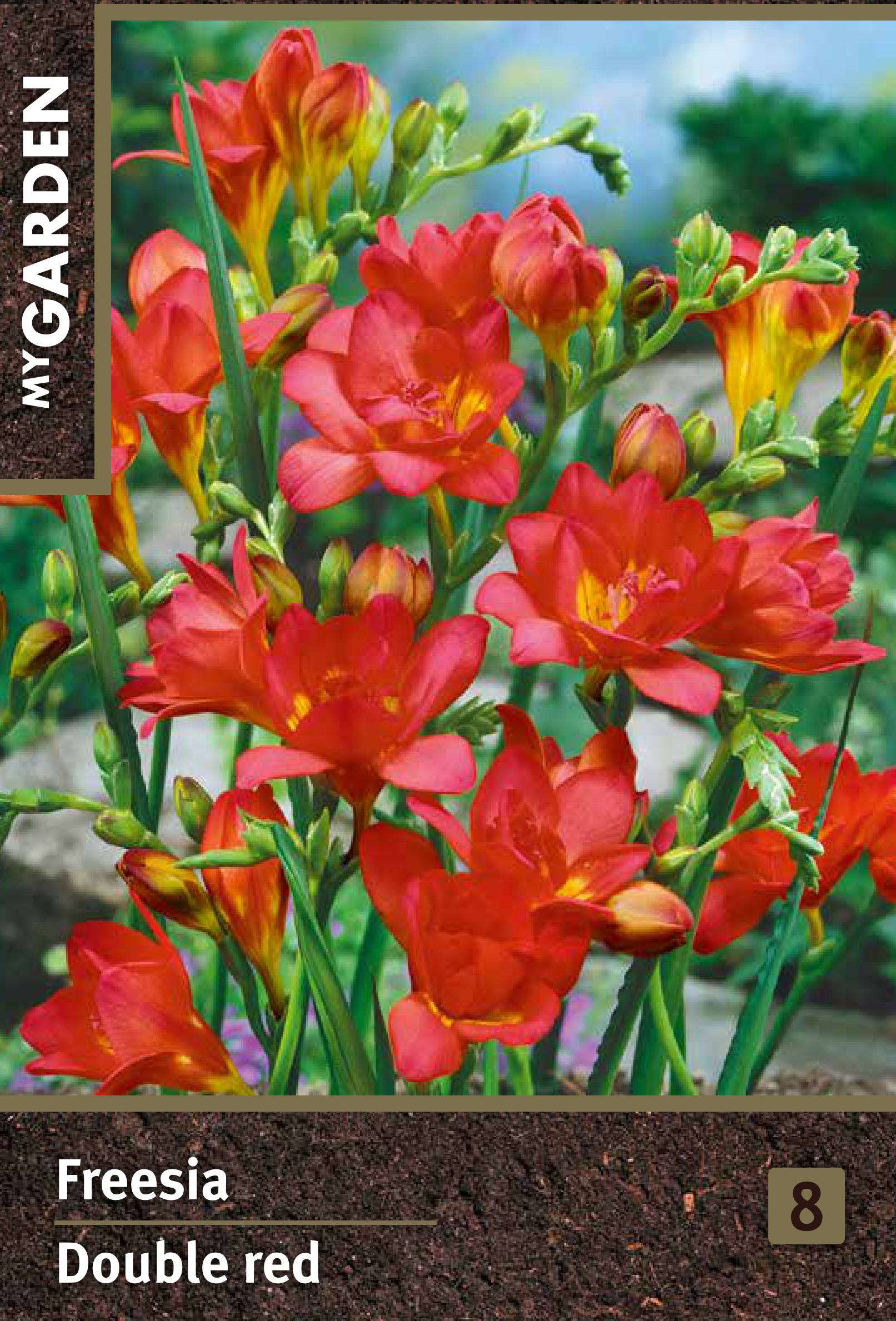 Изображение товара Фрезия махровая Красная Дабл Ред 10 шт - яркие цветы в открытом грунте