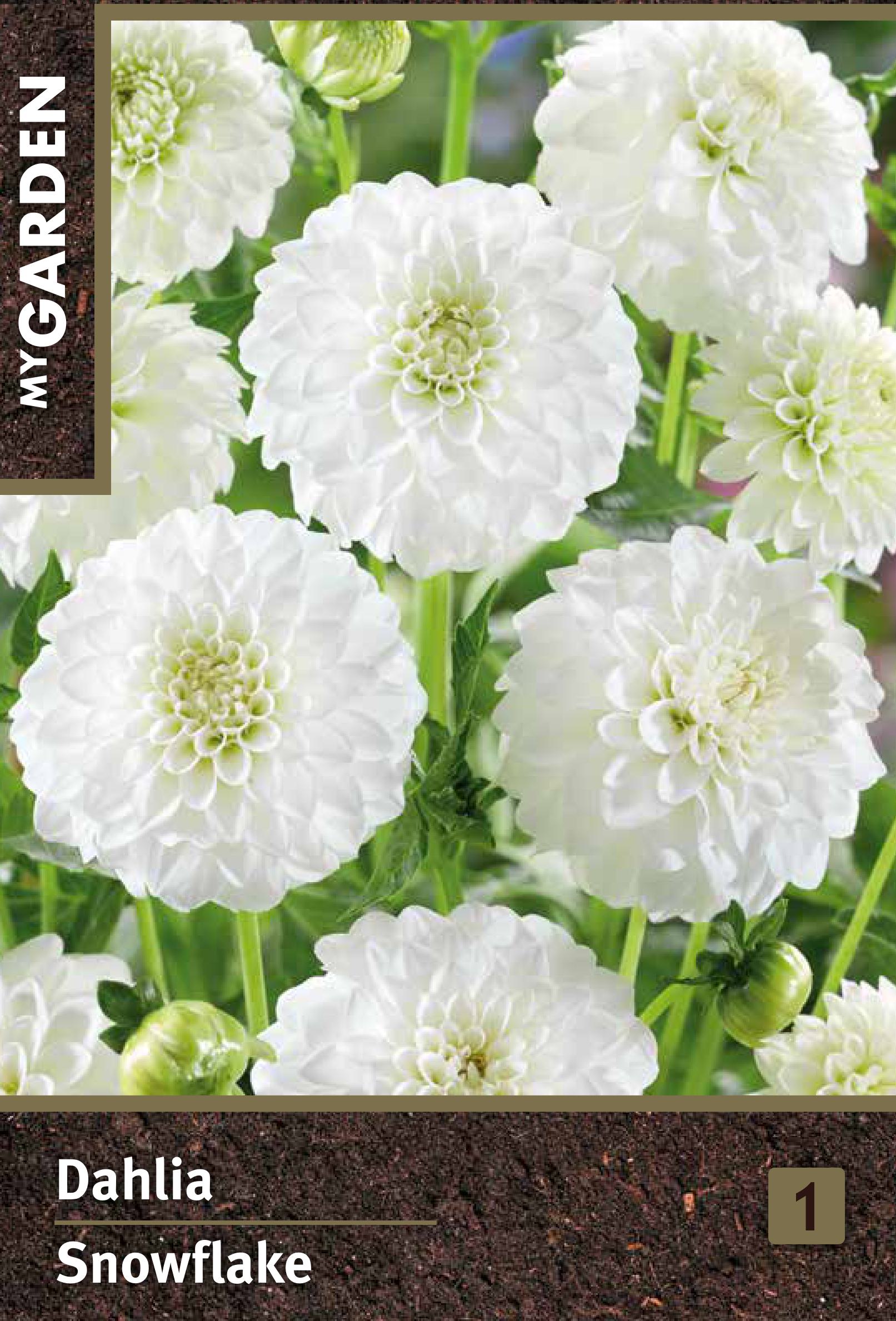 Изображение товара Георгина помпонная Сноуфлейк - декоративное цветущее растение луковицы для сада