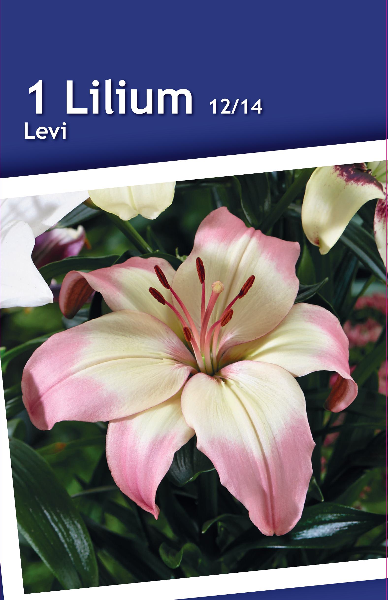 Изображение товара Лилия азиатская Леви луковицы для оформления сада 105 см цветок 17 см аромат