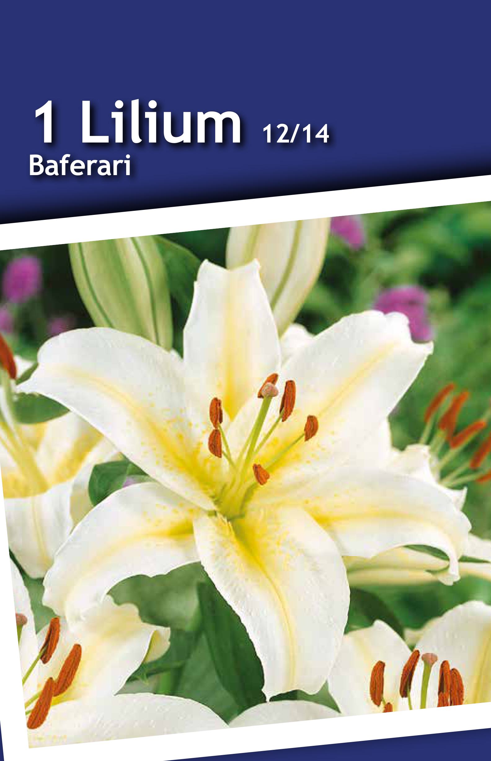 Изображение товара Лилия восточная Баферрари крупные белые цветы с ароматом высота 120-130 см