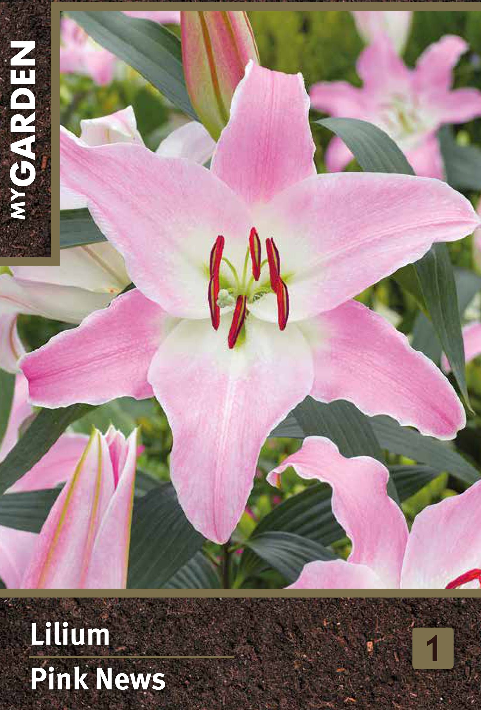 Изображение товара Лилия восточная Пинк Ньюз луковицы для посадки цветущее декоративное растение