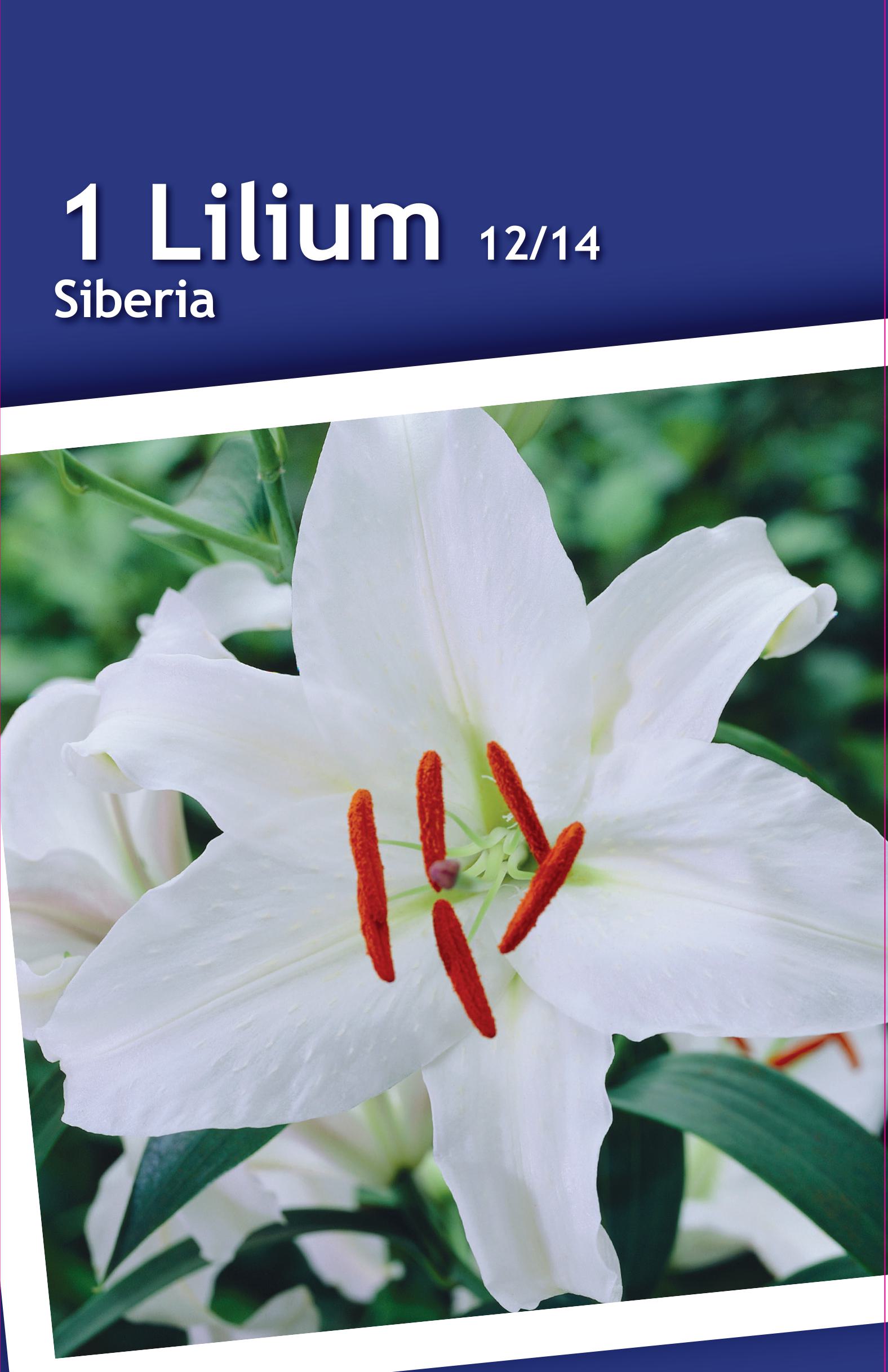 Изображение товара Луковицы лилии восточной Сибирь для сада и срезки, зимостойкий сорт
