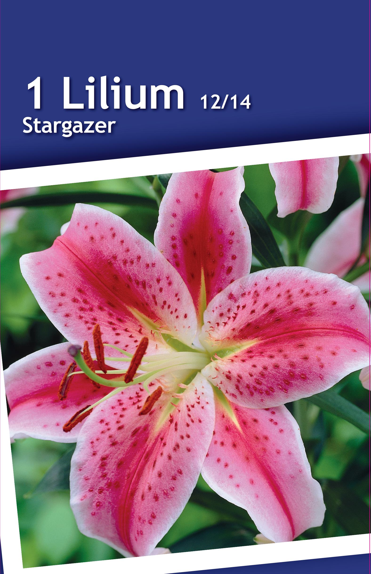 Изображение товара Лилия восточная Старгейзер - крупные ароматные цветки, луковицы для сада